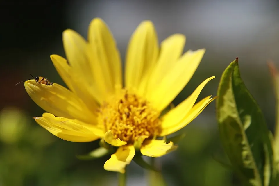 Napraforgó / Helianthus microcephalus 'Lemon Queen'