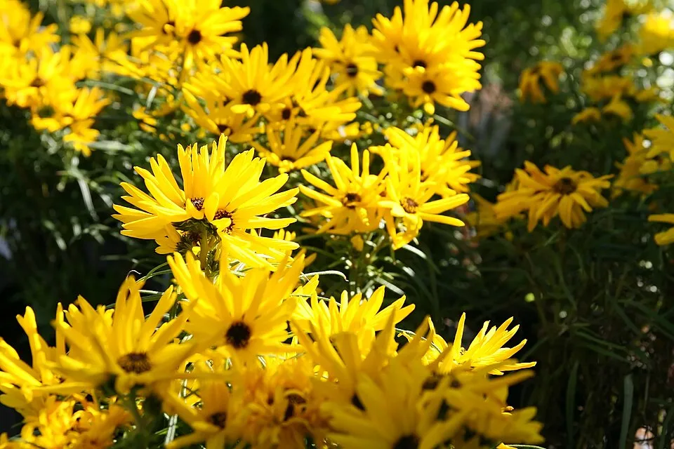 Fűzlevelű napraforgó / Helianthus salicifolius