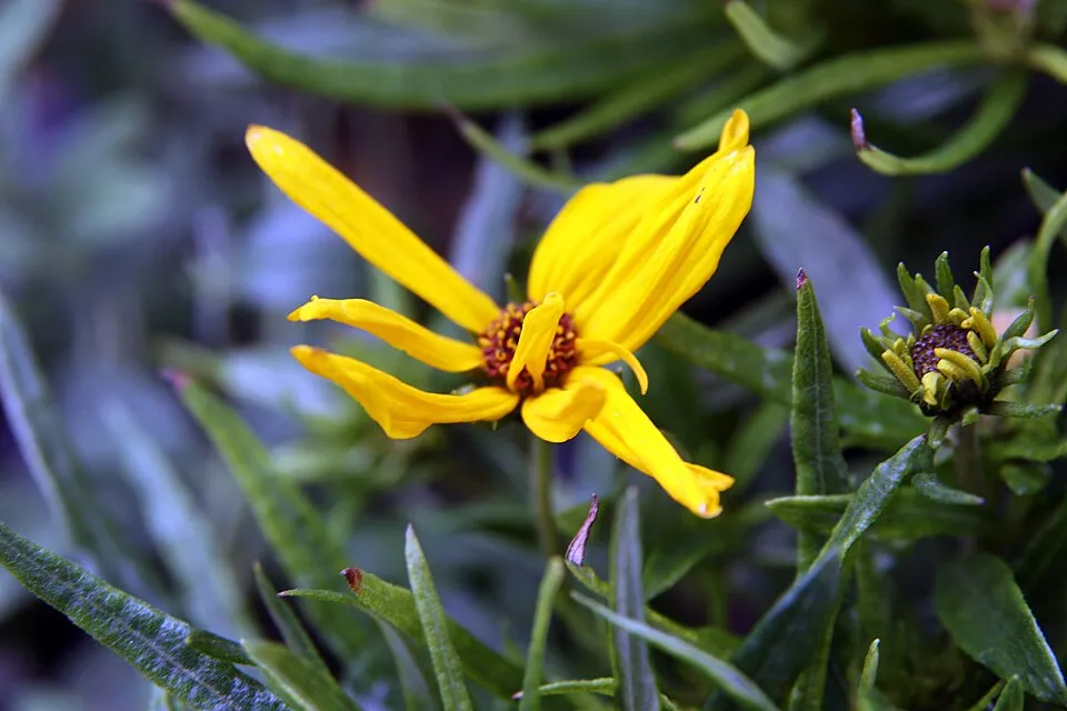 Fűzlevelű napraforgó / Helianthus salicifolius