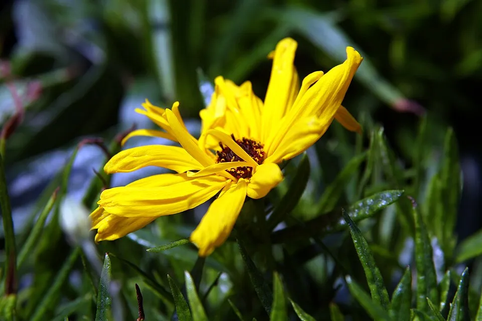 Fűzlevelű napraforgó / Helianthus salicifolius