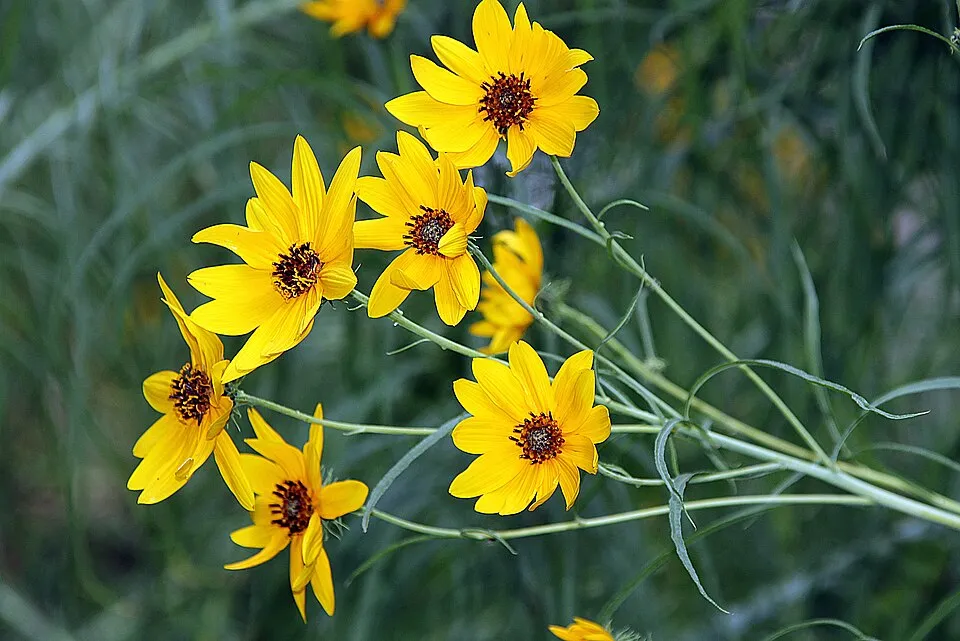 Fűzlevelű napraforgó / Helianthus salicifolius
