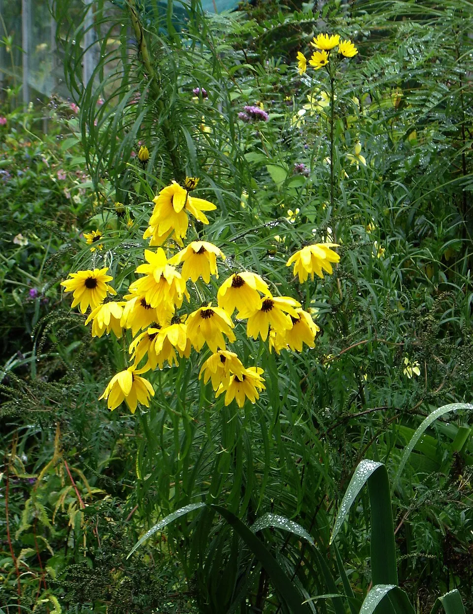 Fűzlevelű napraforgó / Helianthus salicifolius