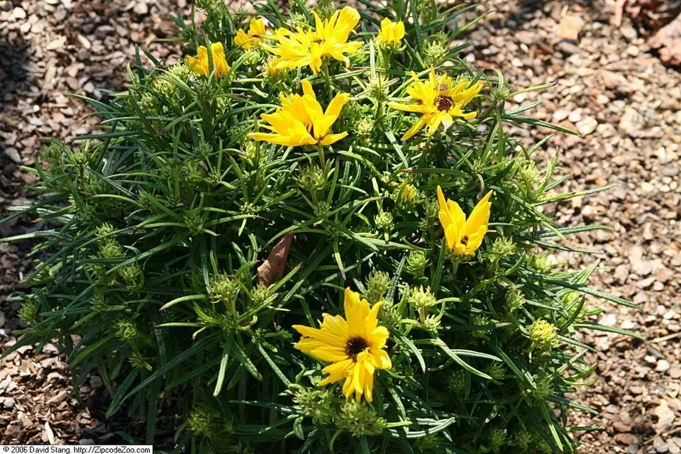 Fűzlevelű napraforgó / Helianthus salicifolius
