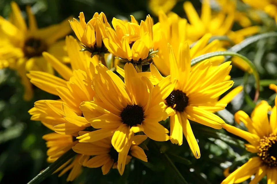 Fűzlevelű napraforgó / Helianthus salicifolius