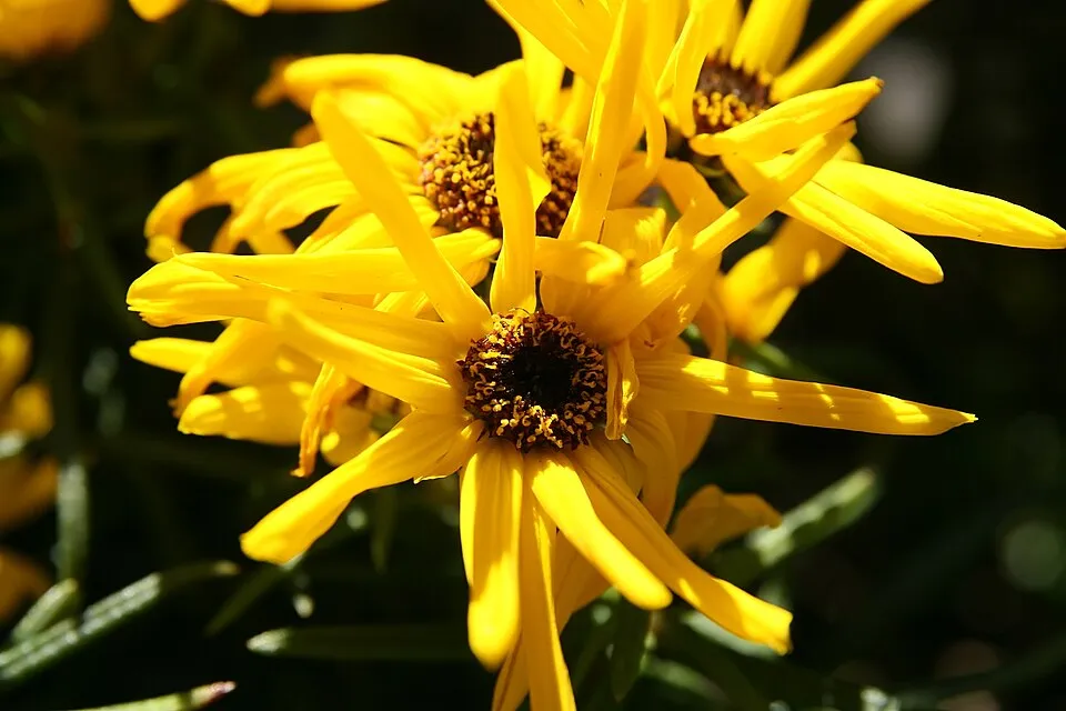 Fűzlevelű napraforgó / Helianthus salicifolius