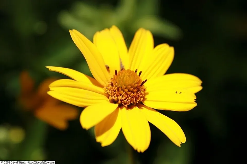 Érdes napszemvirág / Heliopsis helianthoides 'Loraine Sunshine'