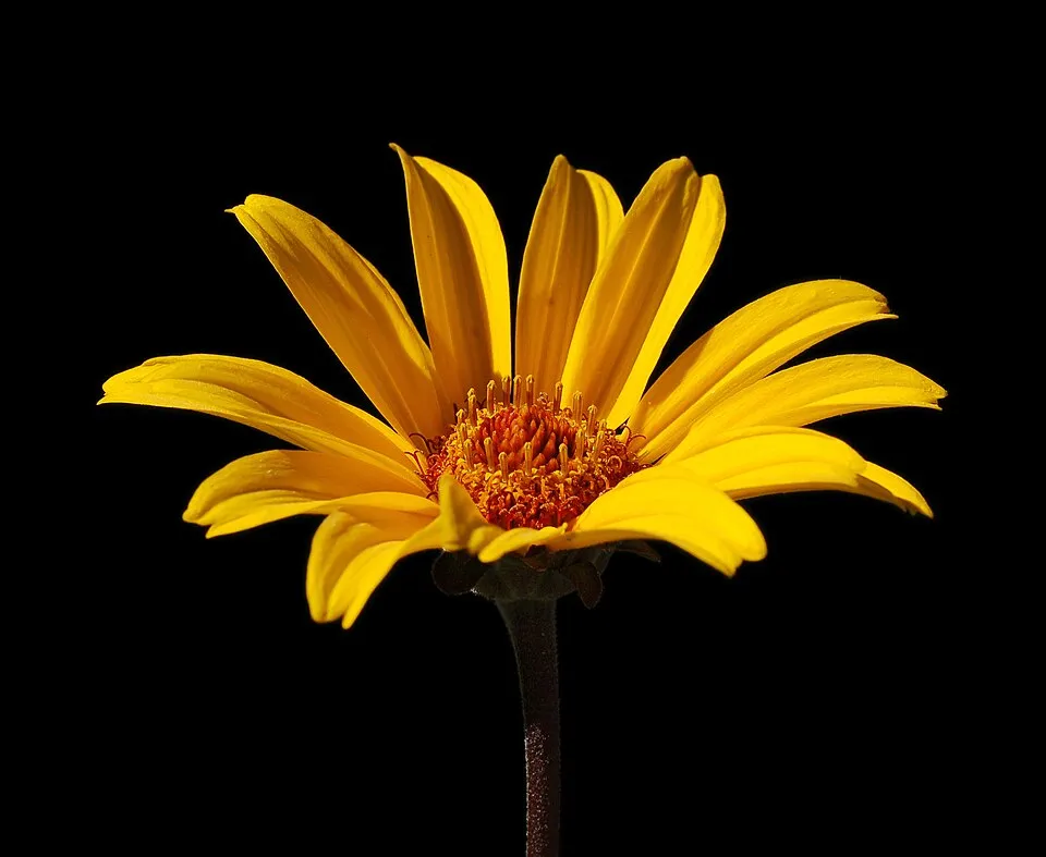 Érdes napszemvirág / Heliopsis helianthoides ORIOLE® 'Single Yellow'