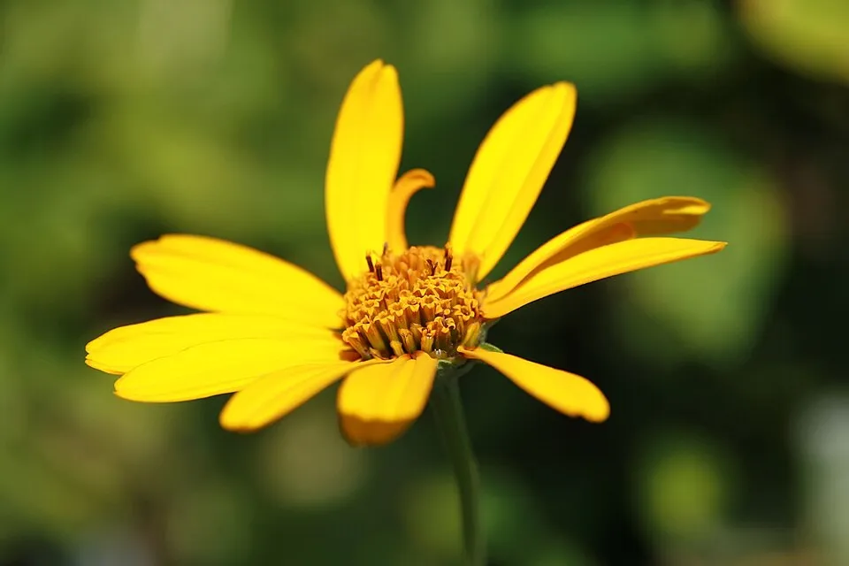 Érdes napszemvirág / Heliopsis helianthoides ORIOLE® 'Single Yellow'