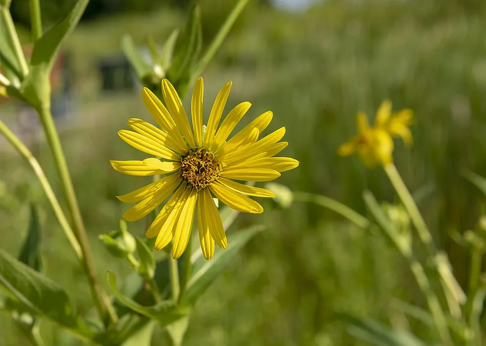 Érdes napszemvirág / Heliopsis helianthoides ORIOLE® 'Single Yellow'