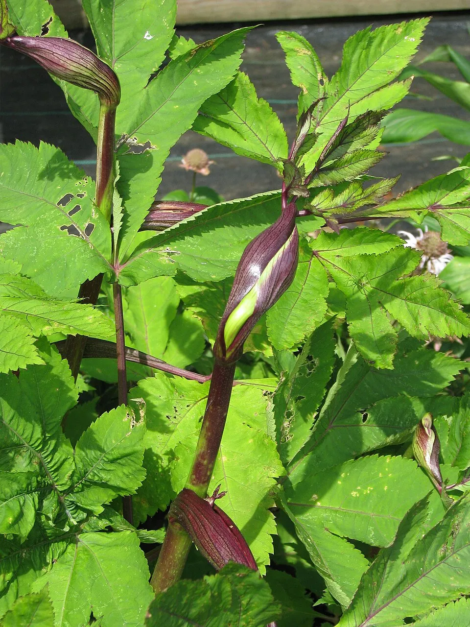 Koreai angyalgyökér / Angelica gigas