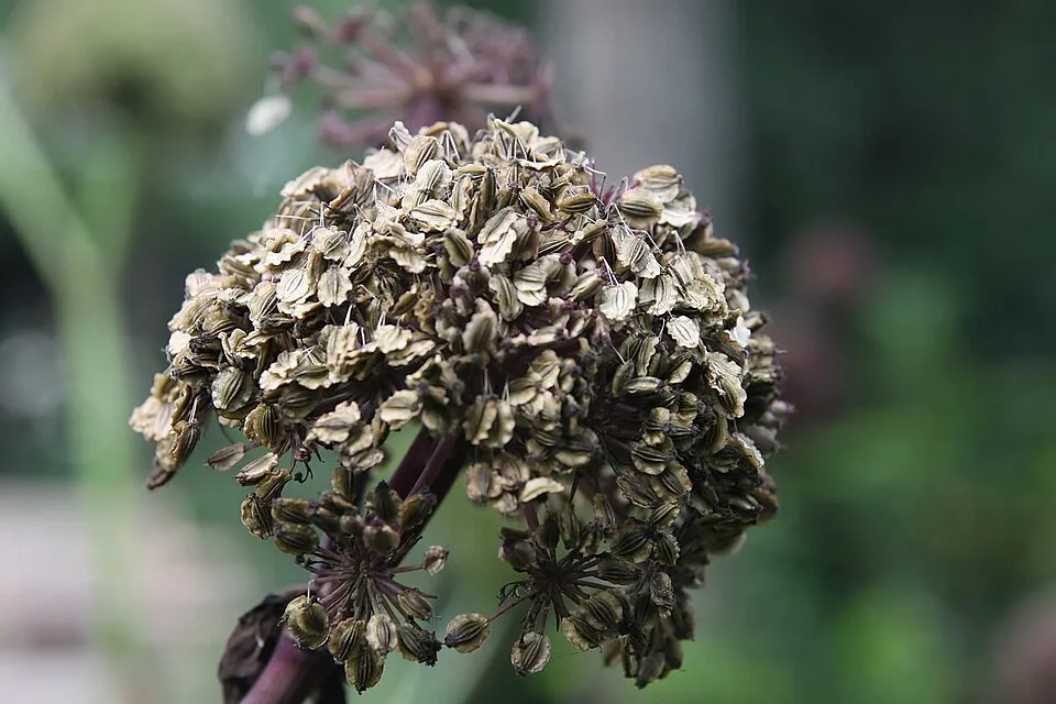 Koreai angyalgyökér / Angelica gigas