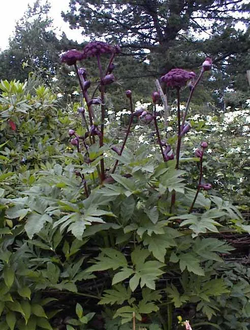Koreai angyalgyökér / Angelica gigas