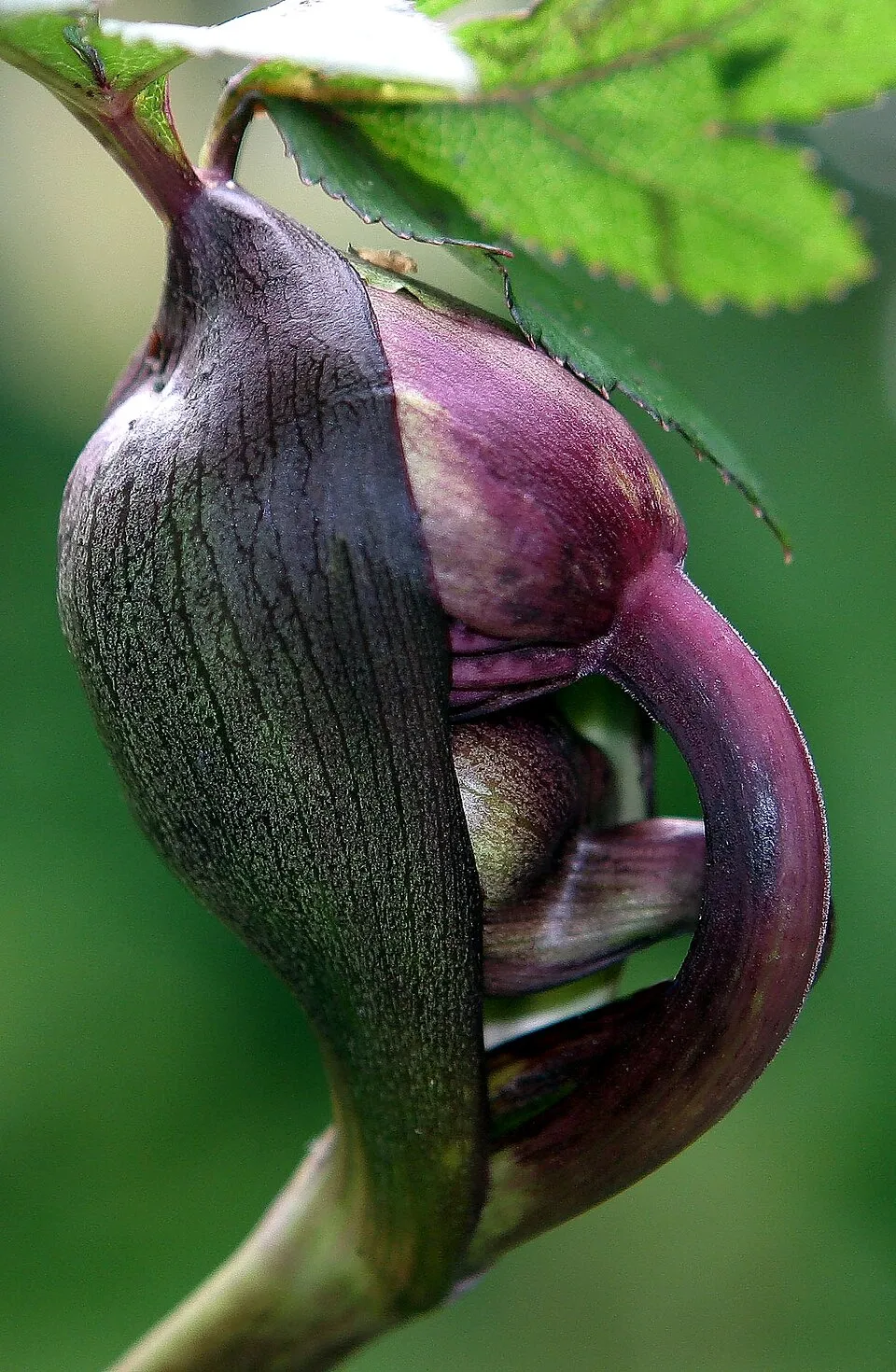 Koreai angyalgyökér / Angelica gigas