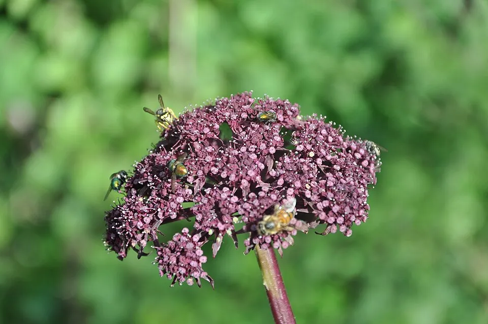 Koreai angyalgyökér / Angelica gigas