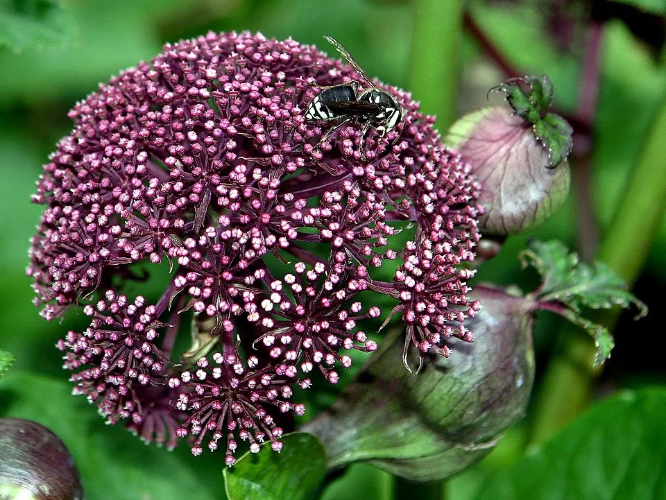Koreai angyalgyökér / Angelica gigas