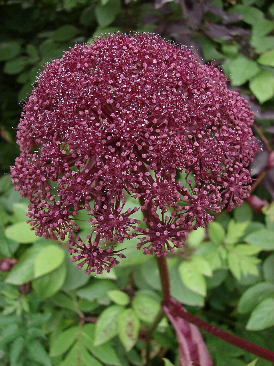 Koreai angyalgyökér / Angelica gigas