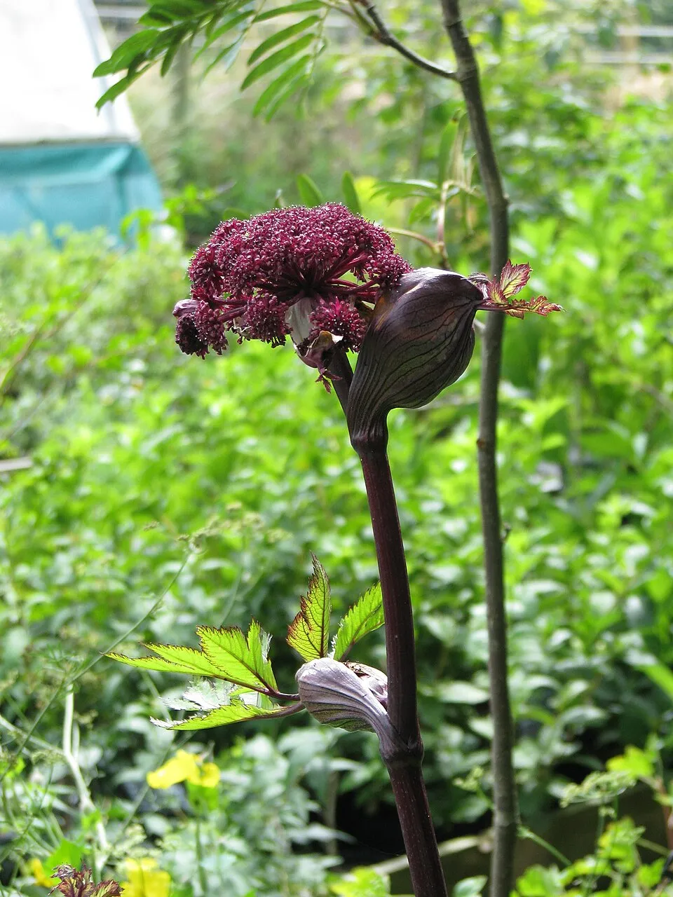 Koreai angyalgyökér / Angelica gigas