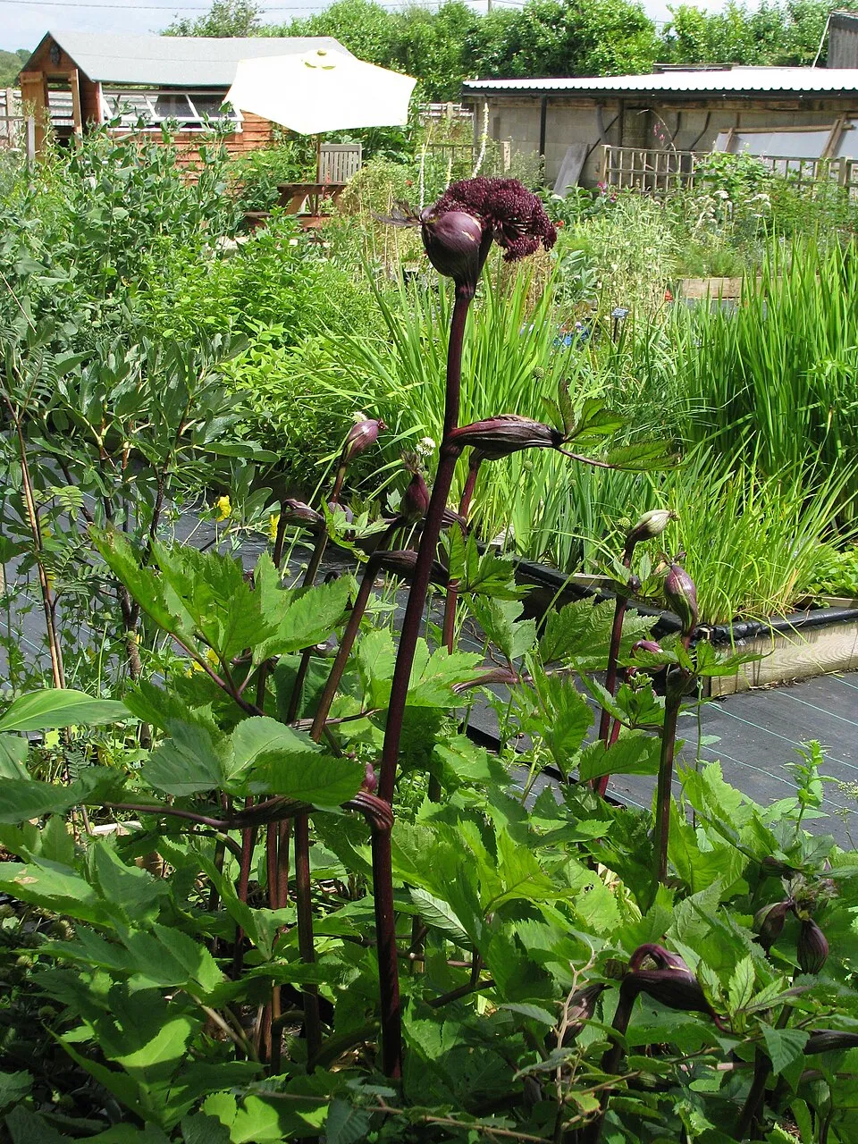 Koreai angyalgyökér / Angelica gigas