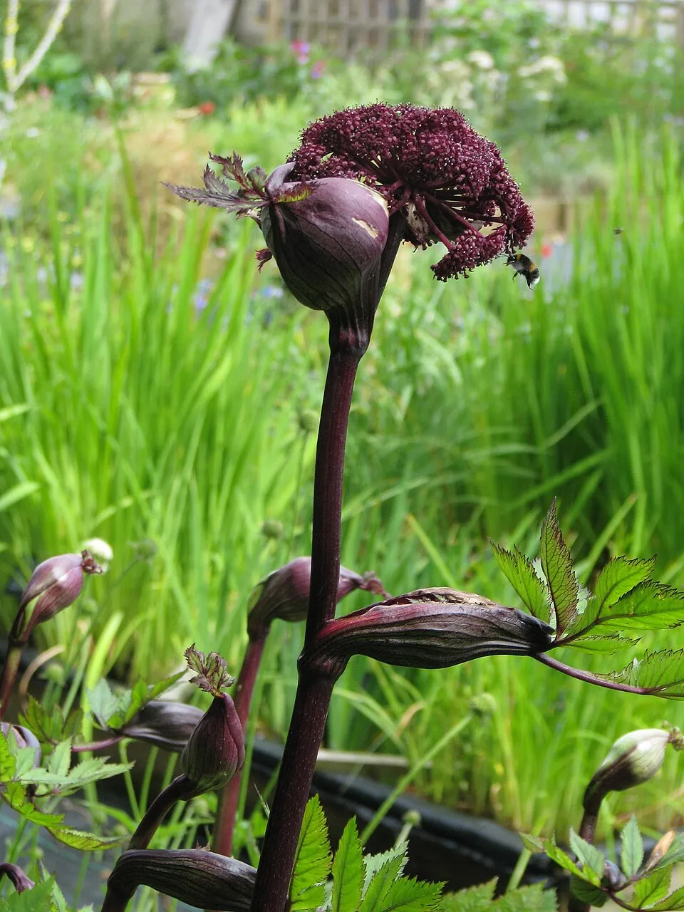Koreai angyalgyökér / Angelica gigas