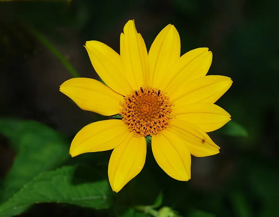 Érdes napszemvirág / Heliopsis helianthoides var. scabra 'Luna Roja'