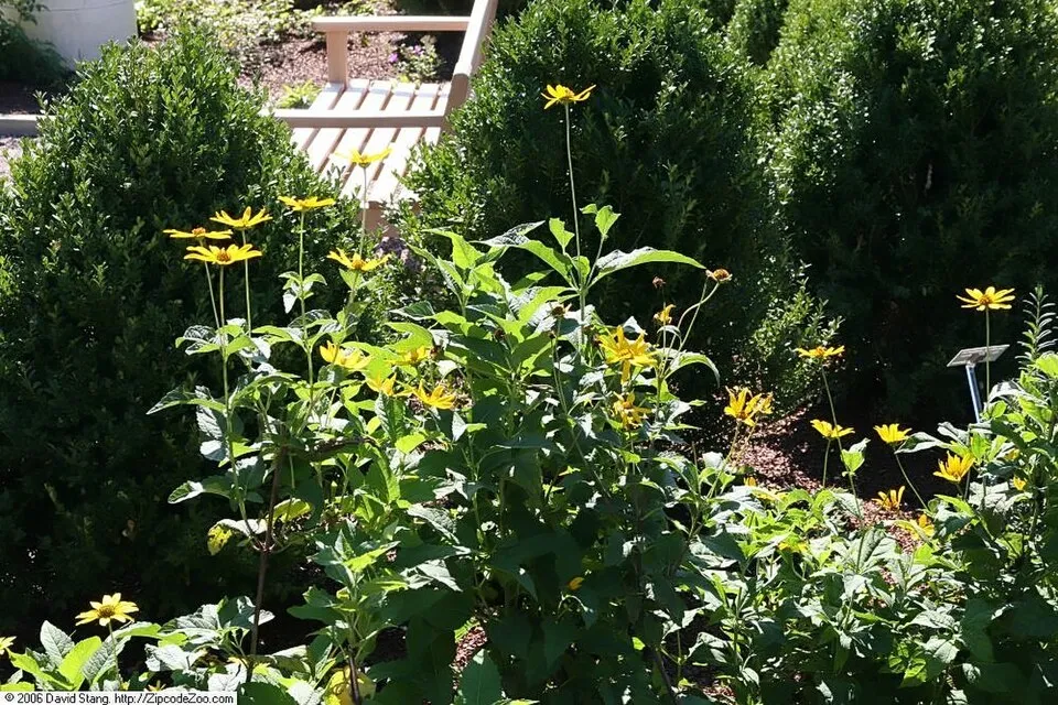 Érdes napszemvirág / Heliopsis helianthoides var. scabra 'Luna Roja'