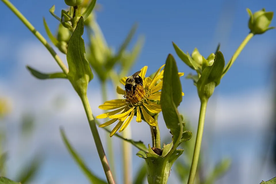 Érdes napszemvirág / Heliopsis helianthoides var. scabra 'Mars'