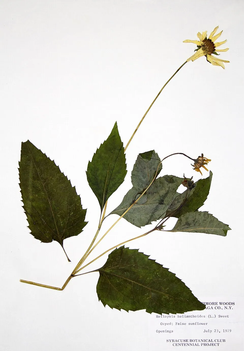 Érdes napszemvirág / Heliopsis helianthoides var. scabra 'Mars'
