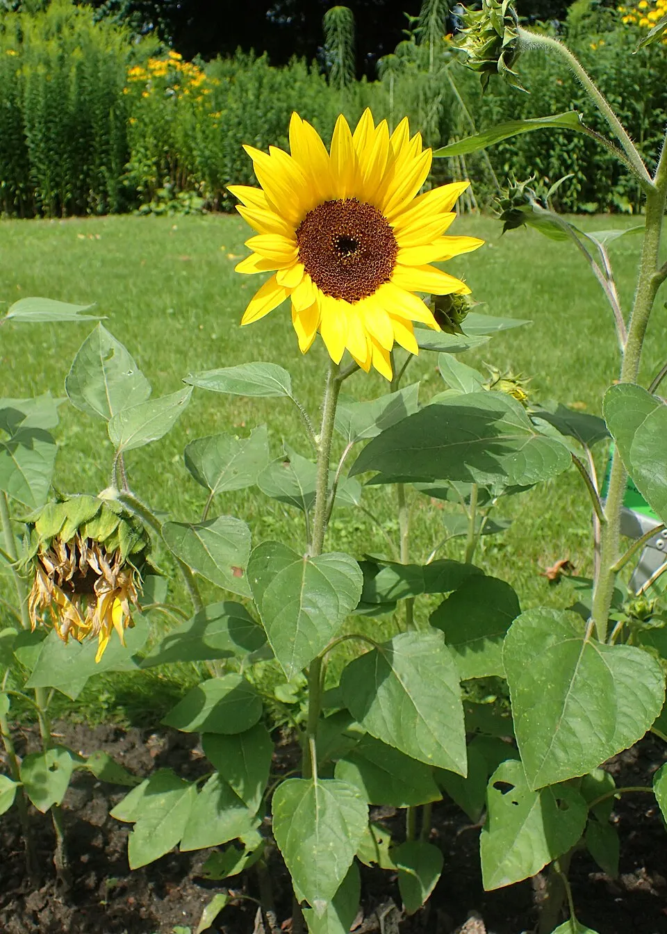 Érdes napszemvirág / Heliopsis helianthoides var. scabra 'Mars'