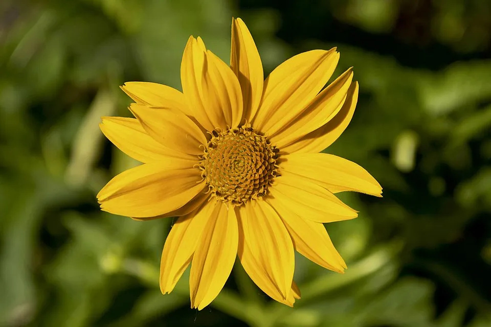 Érdes napszemvirág / Heliopsis helianthoides var. scabra 'Mars'