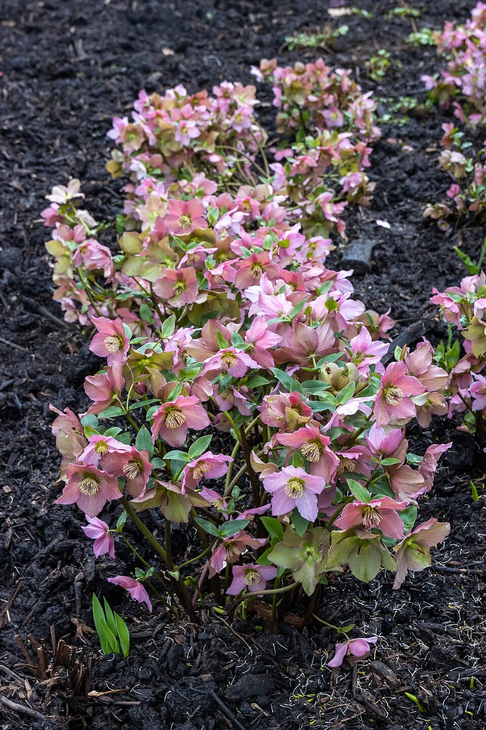 Hunyor / Helleborus 'Rosemary'