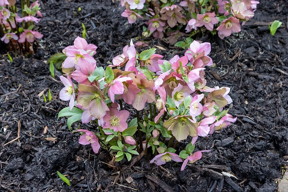 Hunyor / Helleborus 'Rosemary'