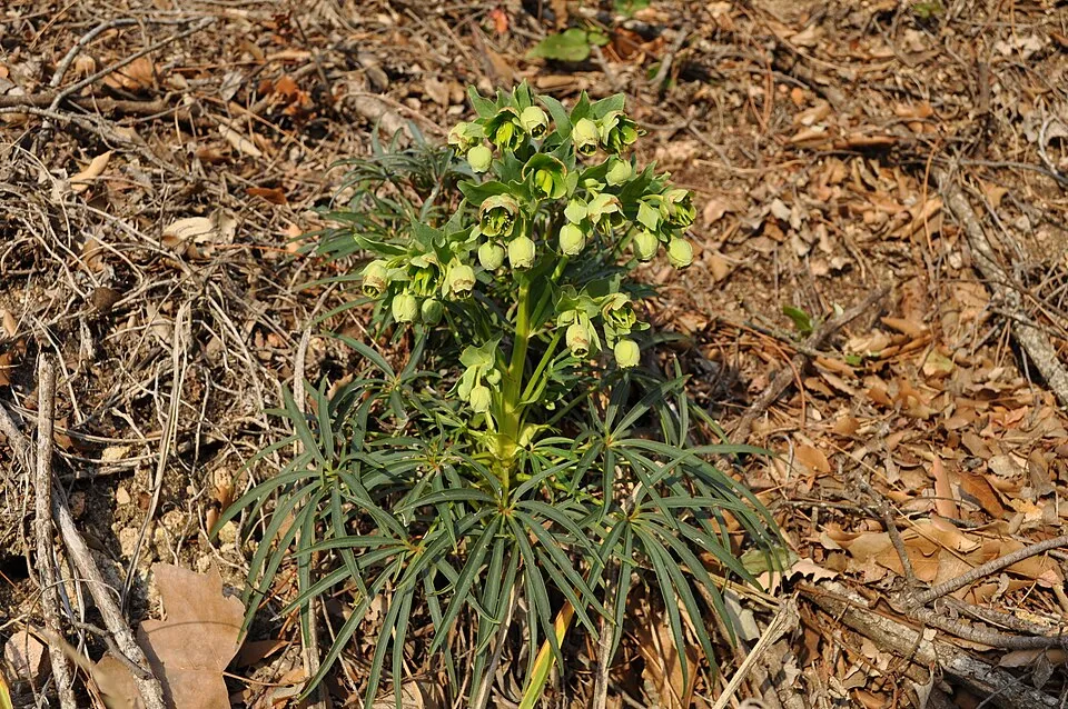 Hunyor / Helleborus foetidus 'Sienna'