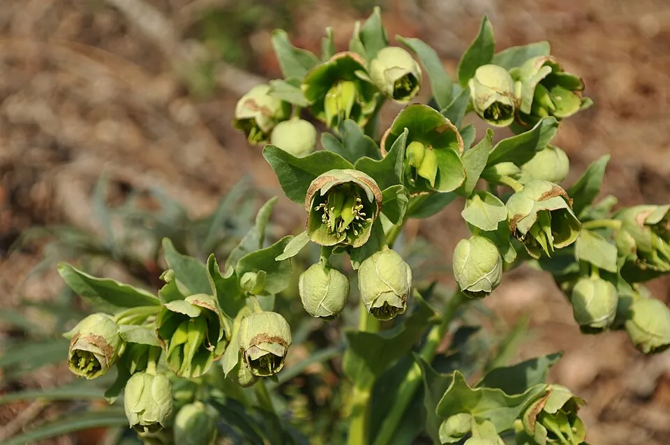 Hunyor / Helleborus foetidus 'Sienna'