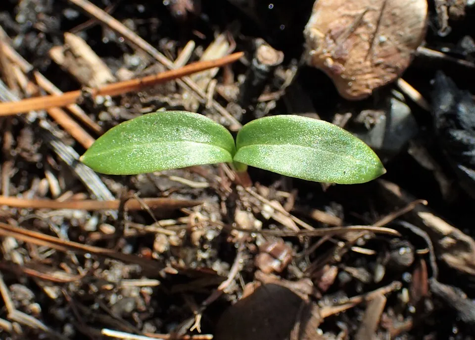 Hunyor / Helleborus foetidus 'Sienna'