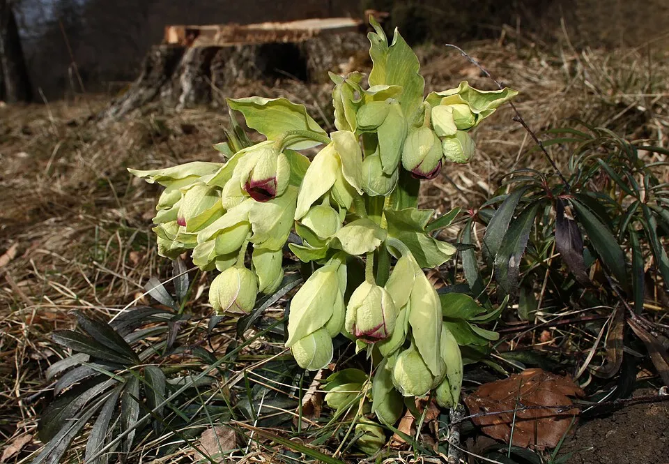 Hunyor / Helleborus foetidus 'Sienna'