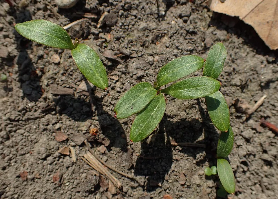Hunyor / Helleborus foetidus 'Sienna'