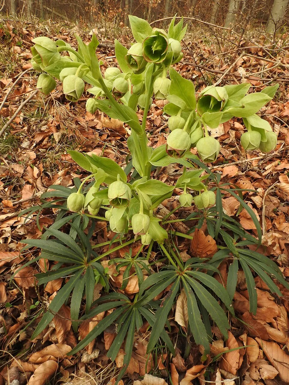 Hunyor / Helleborus foetidus 'Sienna'
