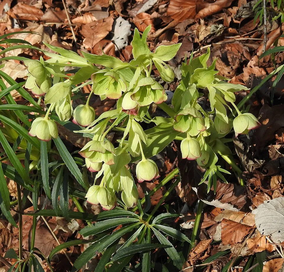 Hunyor / Helleborus foetidus 'Sienna'