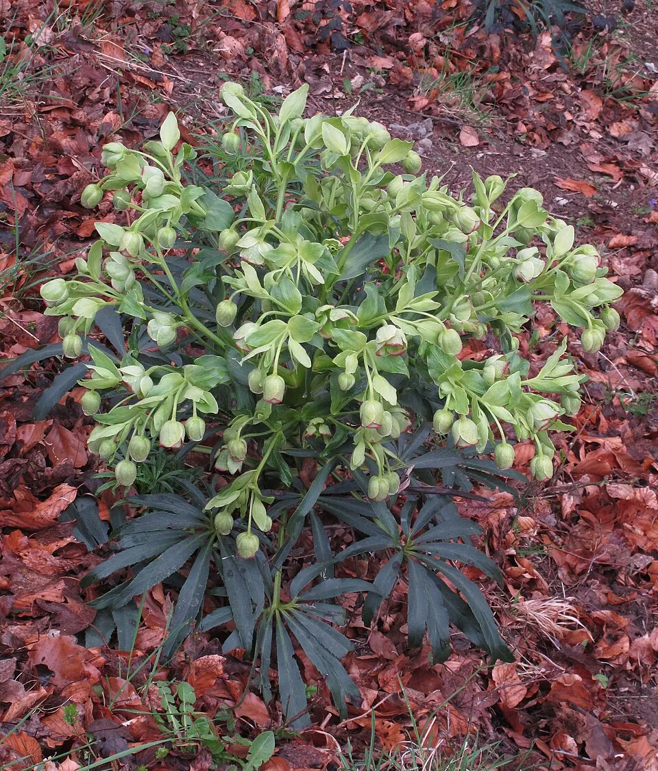 Hunyor / Helleborus foetidus 'Sienna'