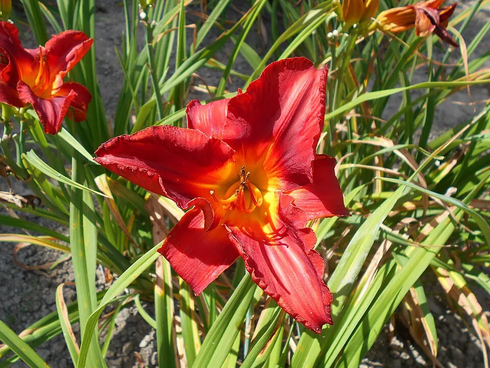 Sásliliom / Hemerocallis 'Amadeus'