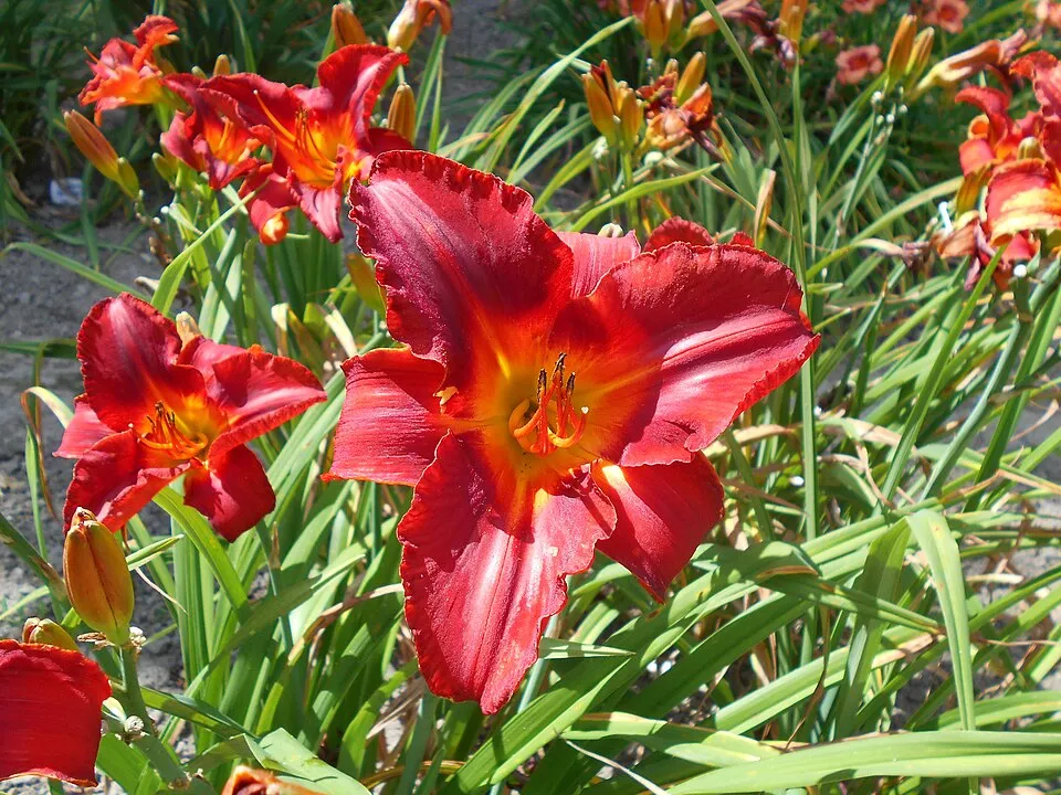 Sásliliom / Hemerocallis 'Amadeus'