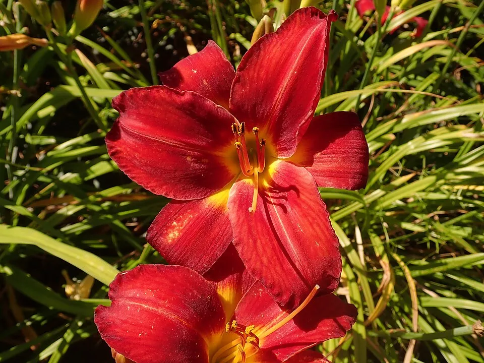 Sásliliom / Hemerocallis 'Amadeus'