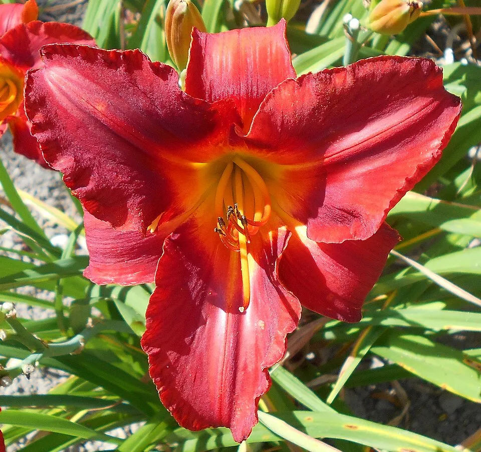 Sásliliom / Hemerocallis 'Amadeus'