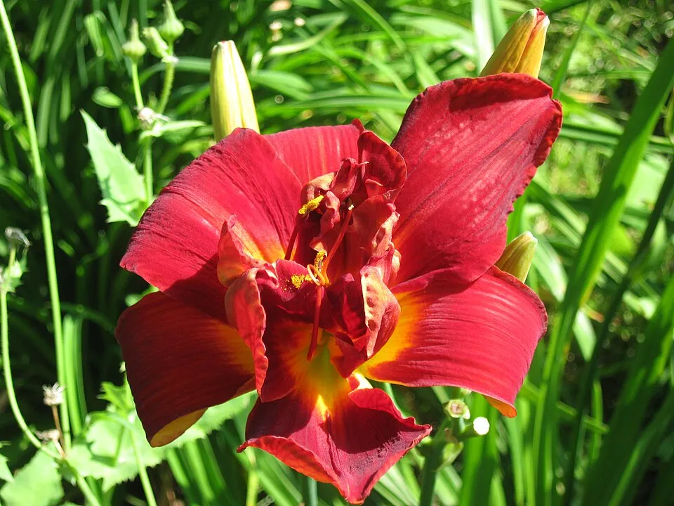 Sásliliom / Hemerocallis 'Anzac'