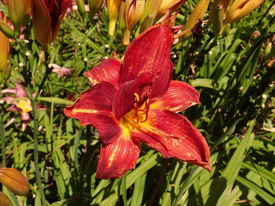Sásliliom / Hemerocallis 'Anzac'