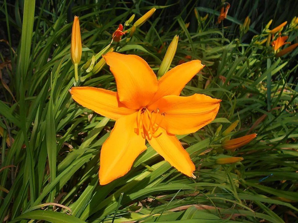 Sásliliom / Hemerocallis 'Aten'