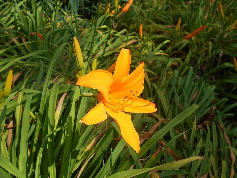 Sásliliom / Hemerocallis 'Aten'