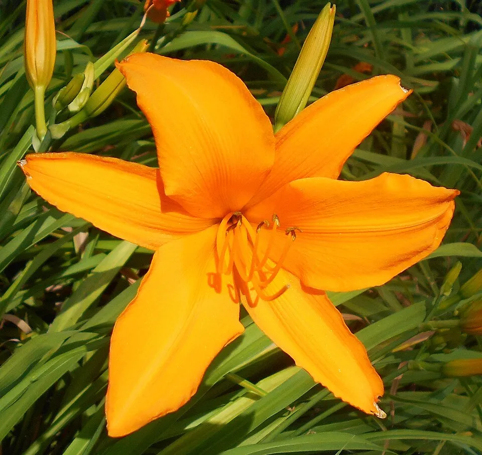 Sásliliom / Hemerocallis 'Aten'