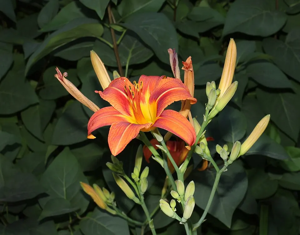 Sásliliom / Hemerocallis 'Bandit Man'