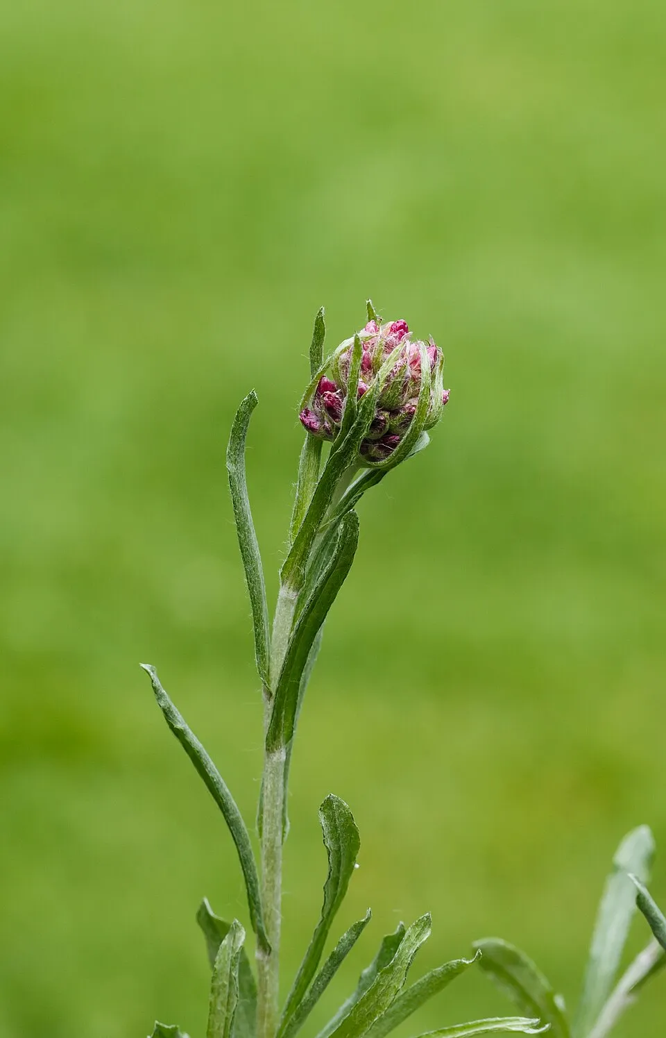 Parlagi macskatalp / Antennaria dioica 'Alex Duguid'